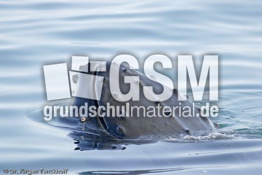 Buckelwal (33 von 57).jpg